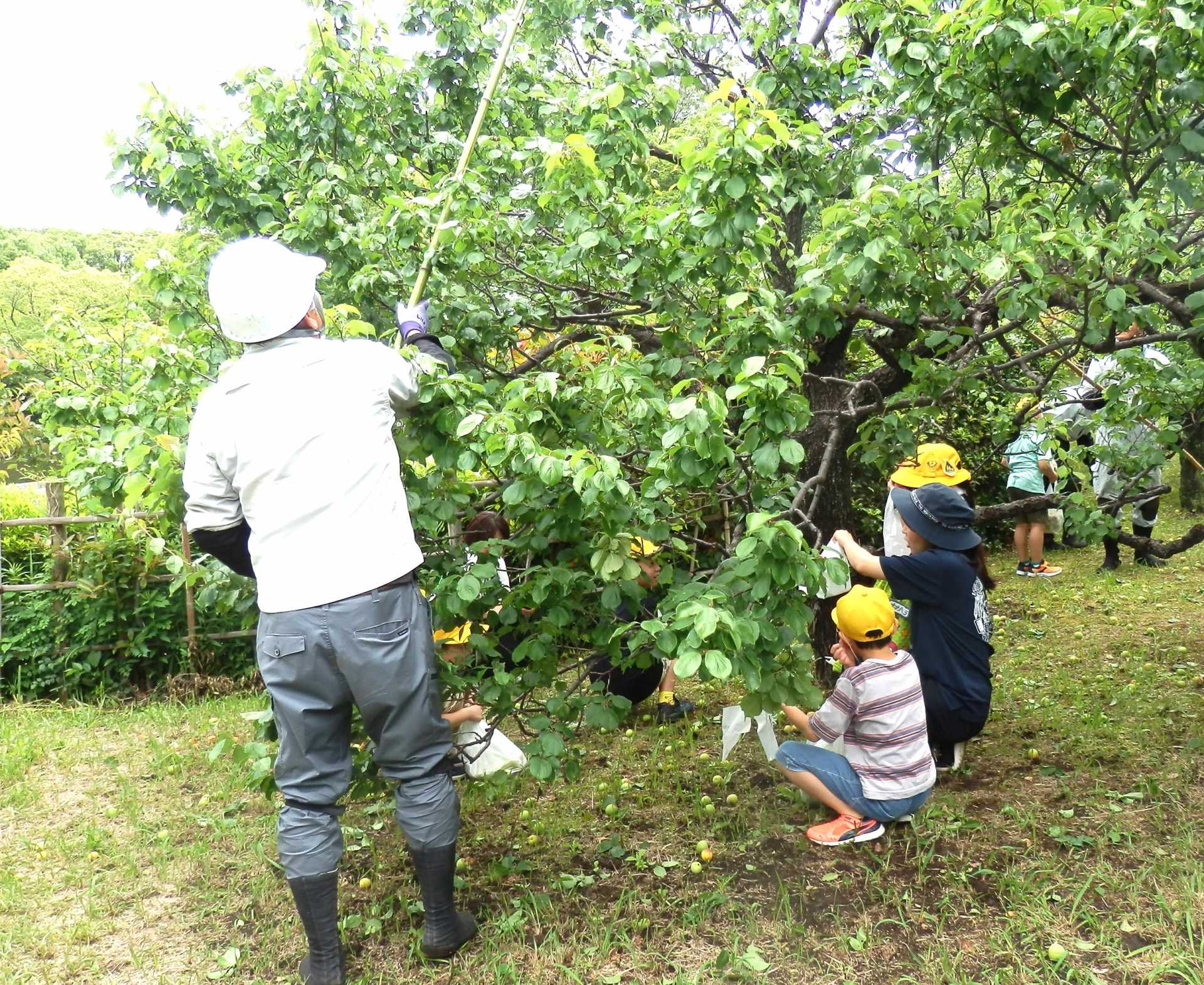 総合公園で収穫した梅を市内福祉施設へ配布